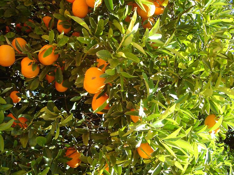 pianta arance