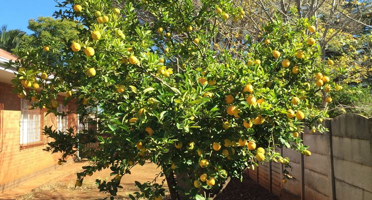 Albero limone