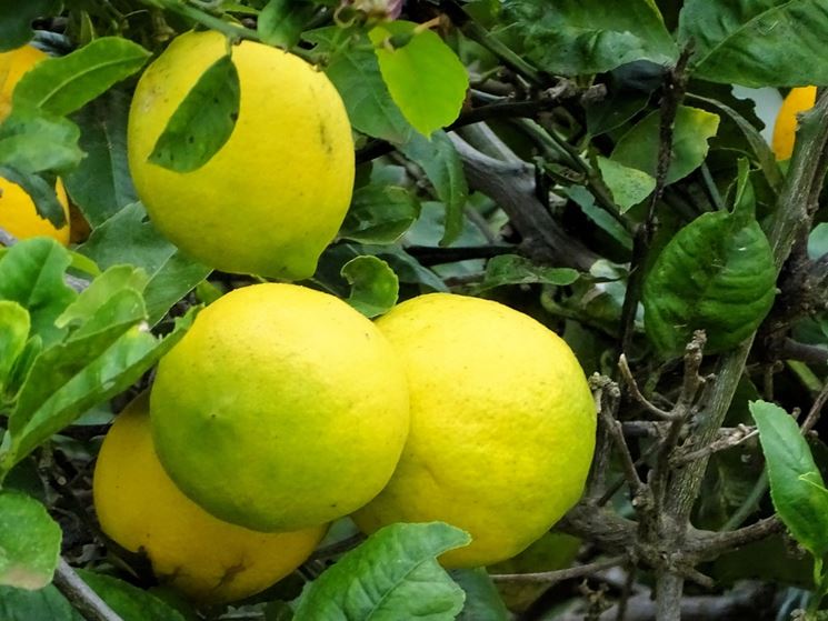Limoni fiore