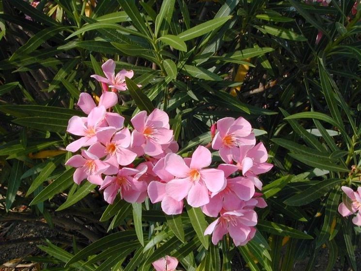 oleandro fiori