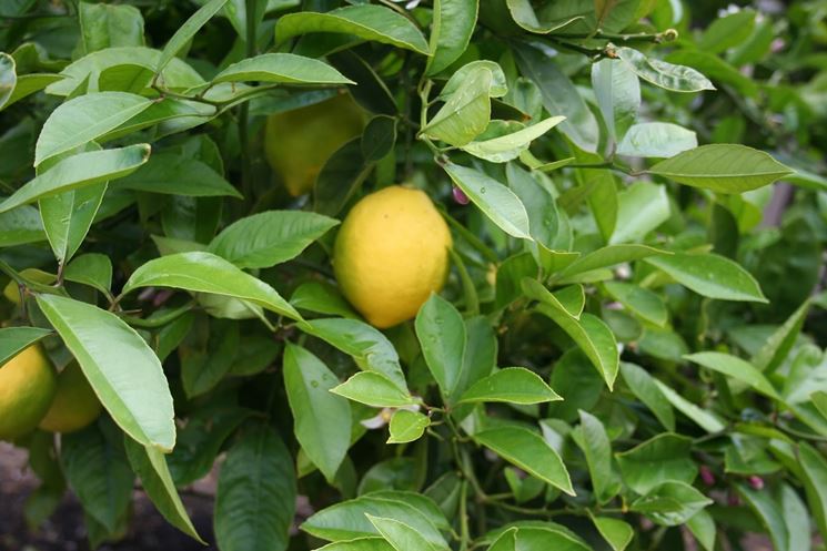 quando <strong>potare</strong> limone