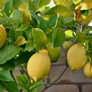 limoni in vaso