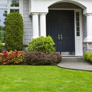 Patate Da Semina Semi Prato Tappeto Erboso GRAMIGNA CYNODON