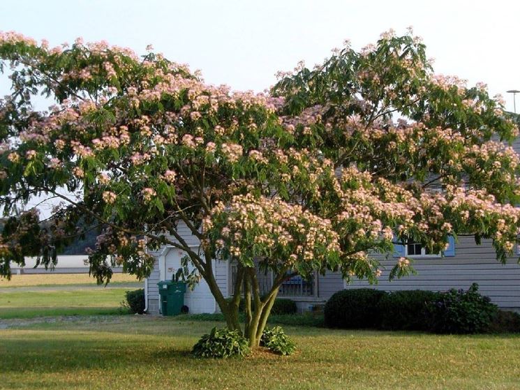 Alberi A Crescita Rapida Alberi Scopriamo Gli Alberi A Crescita Rapida