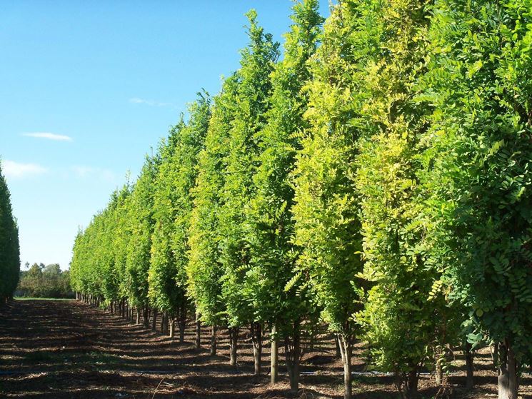 Alberi Da Ombra Alberi Scegliere Gli Alberi Da Ombra