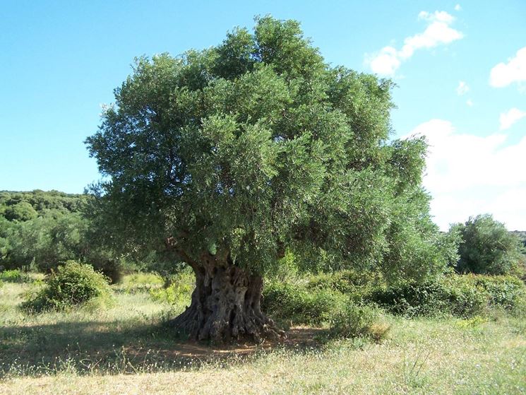 Alberi secolari: olivo