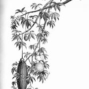 disegno botanico dei frutti dell'adansonia digitata