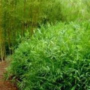 foto bambu 1