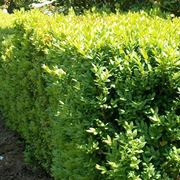 Siepe di <strong>buxus</strong> sempervirens