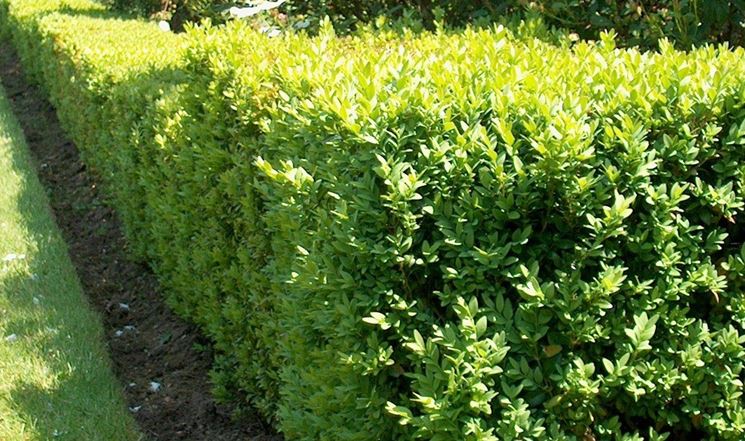 Siepe di <strong>buxus</strong> sempervirens