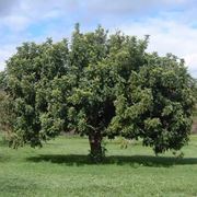 Dettaglio frutti Ceratonia siliqua.
