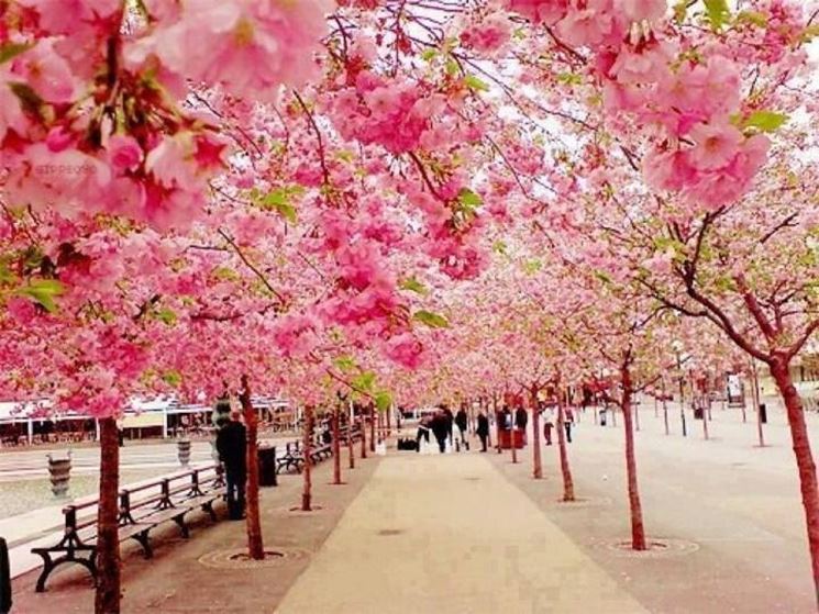 Un viale di ciliegi da fiore giapponesi