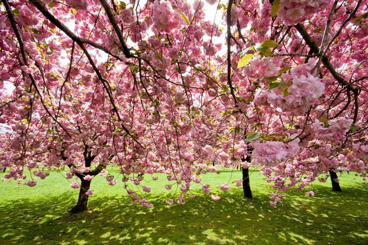 Un giardino pubblico con ciliegi da fiore