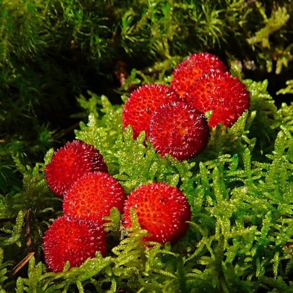 Il Corbezzolo. Caratteristiche, Coltivazione E Proprietà Benefiche