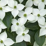 Fiori foglie cornus kousa