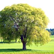 Bagolaro albero
