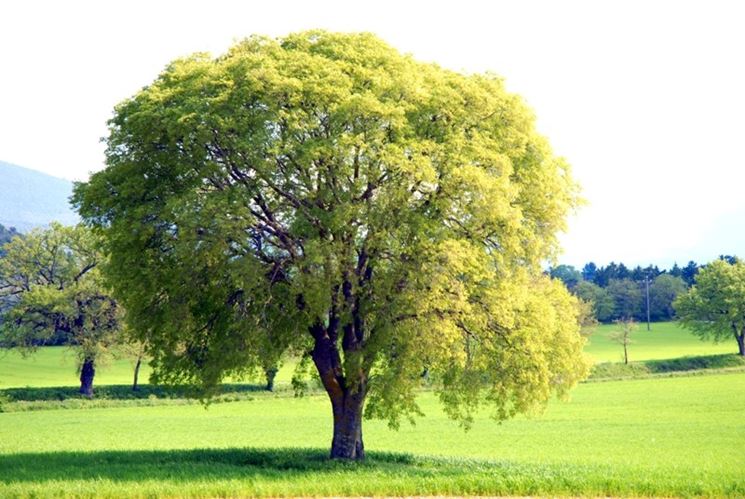 Bagolaro albero