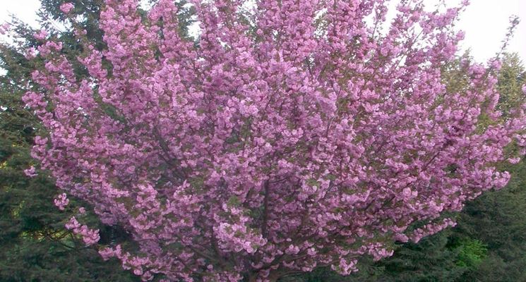 Albero ciliegio fiore