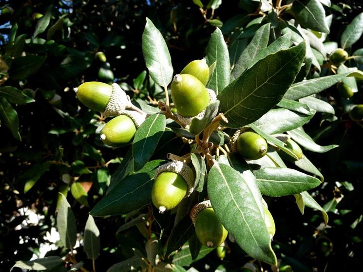 quercus ilex