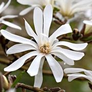 Fiore di magnolia stellata