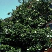 magnolia bonsai