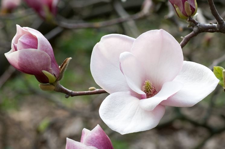 magnolia grandi