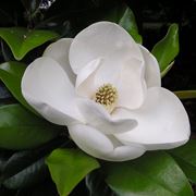 magnolia fiore