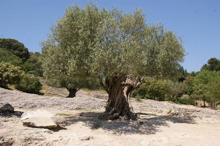 Albero d'ulivo