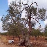 coltivazione olivo