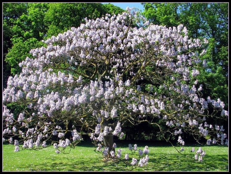 Grande albero di Paulownia tomentosa.