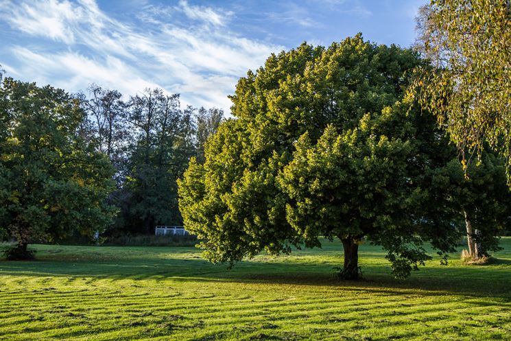 quercus dentata habit