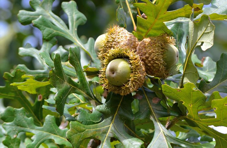 quercus palustris habitus