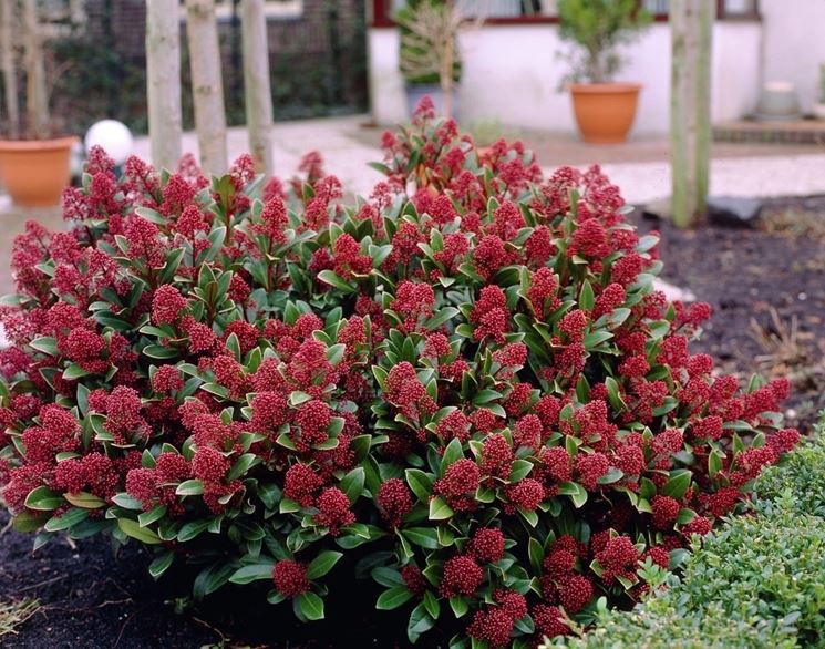 skimmia <strong>japonica rubella</strong> 0368
