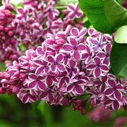 syringa