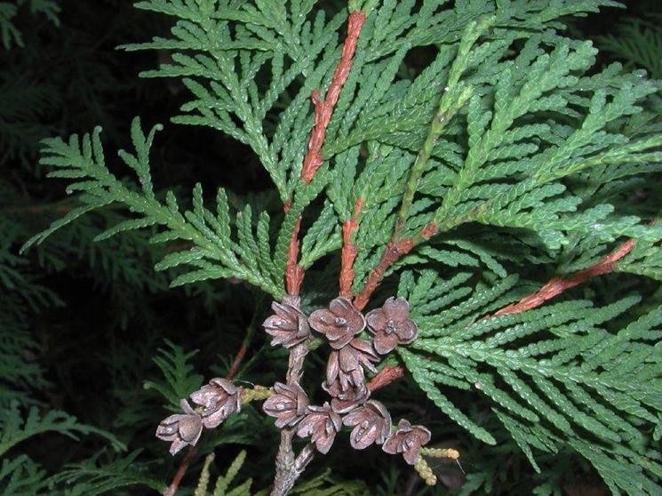 thuja occidentalis, particolare delle foglie