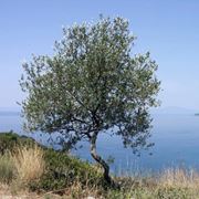 Albero di olivo