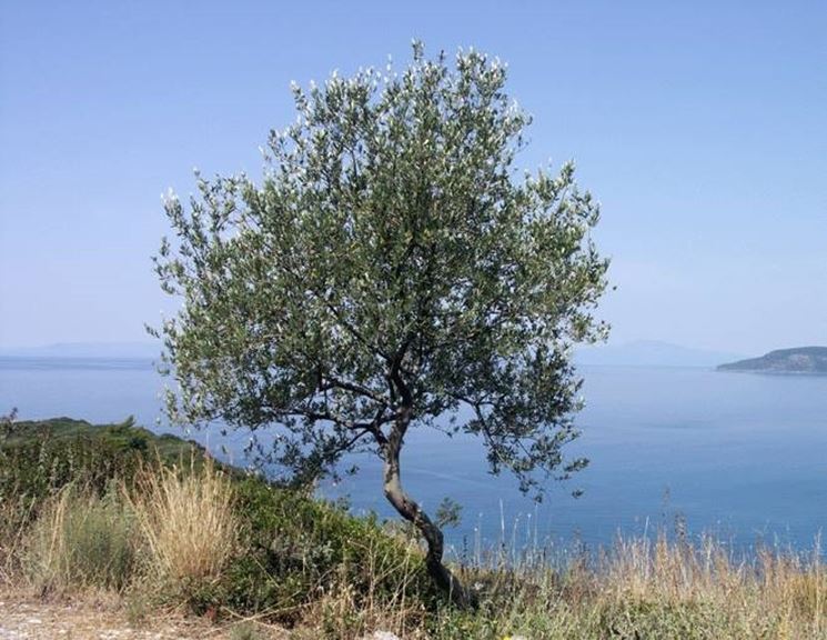 Albero di olivo