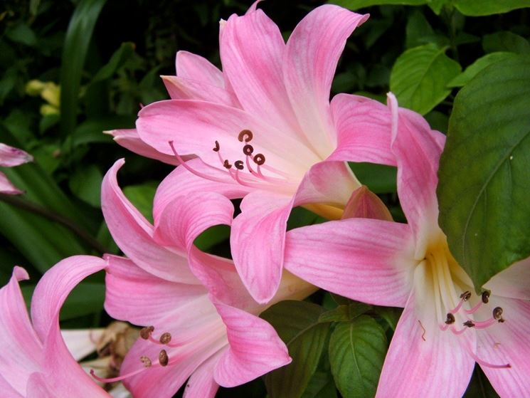 Fiori di Amaryllis belladonna