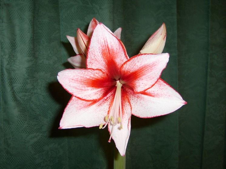 Variet rosa e rossa di Amaryllis belladonna