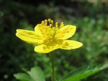 Risultato immagini per ANEMONE GIALLA