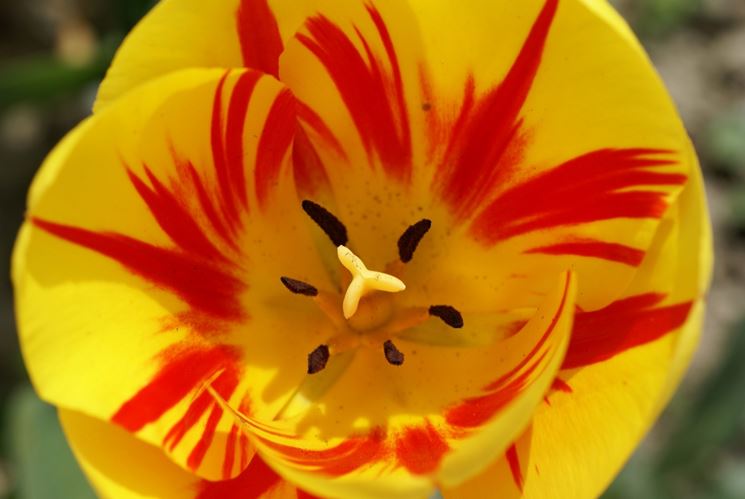 Splendido esemplare di tulipano