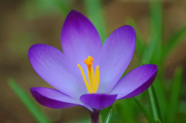 Fiore di crocus