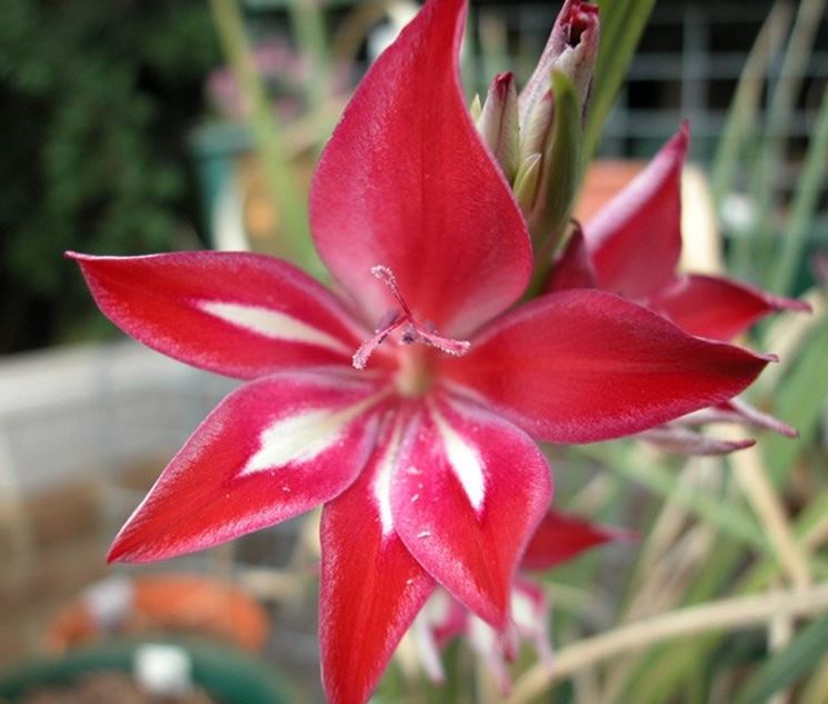 Esemplare di Gladiolus cardinalis