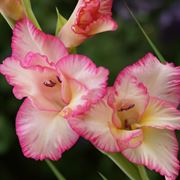 gladiolus rosa