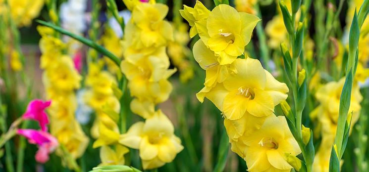 Gladiolus giallo