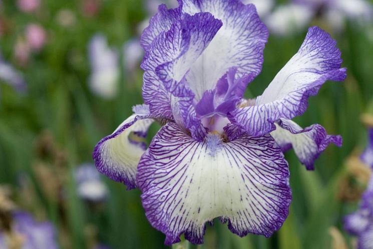 2Pezzi Lampadine Iris Bulbi di iris barbuti con fiori blu a lunga durata Bulbi di iris per piantare bonsai da giardino perenni