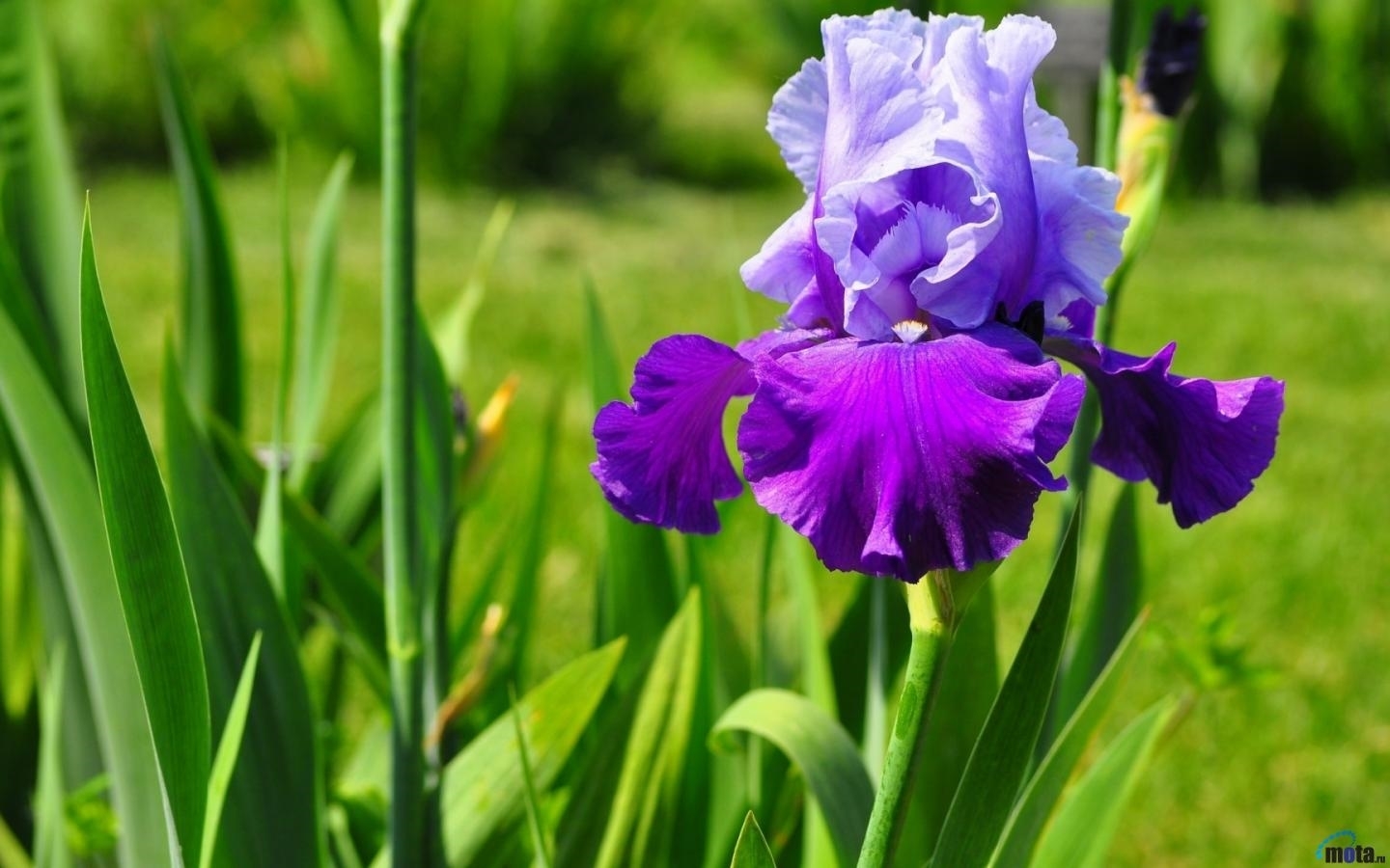 semi Semi per piantare 50 pezzi semi Iris Ensata abbelliscono pieni di vitalità viola fiore vibrante Iris Ensata semi per giardino