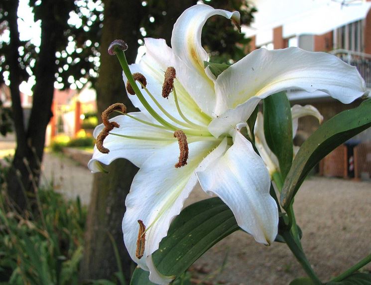 Un fiore di lilium bianco