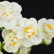 narcissus a fiore doppio