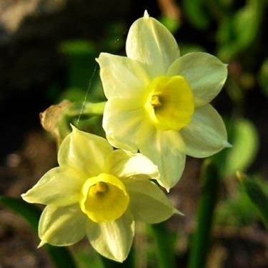 narcissus dove wings